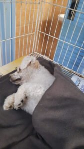 foto_11